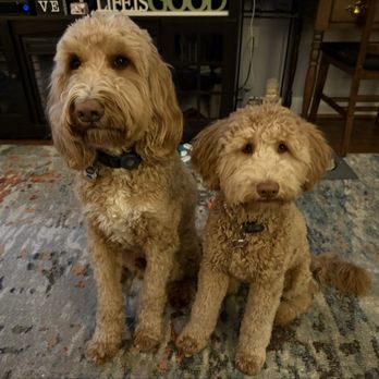 GROOM! Salon - Jordie and Josie - Pet Groomers Near Me - Silver Spring, Maryland