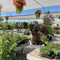 Freckle Farm - Outdoor plants