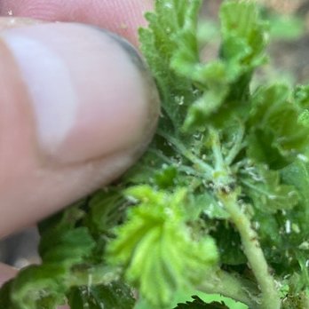 Rock & Rose - Landscaping Near Me - Truckee, California Rock & Rose - Landscaping Near Me - Truckee, California