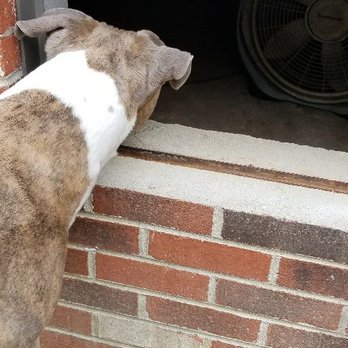 Delta Pest Solutions - New recruit ready to sniff out some termites - Pest Control Near Me - Hartfield, Virginia