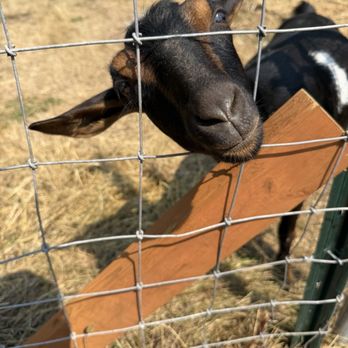 Willapa Bay Heritage Farm - Met one of the goats - Cheese Shops Near Me - Long Beach, Washington Willapa Bay Heritage Farm - Met one of the goats - Cheese Shops Near Me - Long Beach, Washington