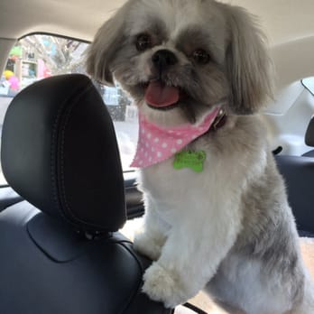 Sugar & Spice Pet Grooming - Pet Groomers Near Me - Lynbrook, New York Sugar & Spice Pet Grooming - Pet Groomers Near Me - Lynbrook, New York