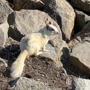 Dana Point Harbor - Albino ground squirrel at the harbor - Marinas Near Me - Dana Point, California