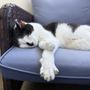 Photo of Animal Magnetism Pet Professionals