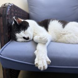 Animal Magnetism Pet Professionals