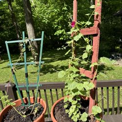 Starview Greenhouses - Pollinator