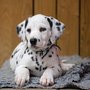 Photo of Hundeschule Pro Dog