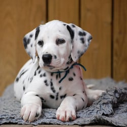 Hundeschule Pro Dog