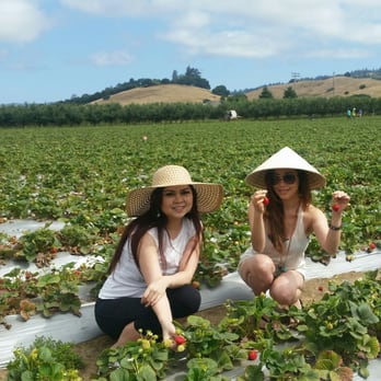 Gizdich Ranch - Strawberry picking! - Bakeries Near Me - Watsonville, California Gizdich Ranch - Strawberry picking! - Bakeries Near Me - Watsonville, California