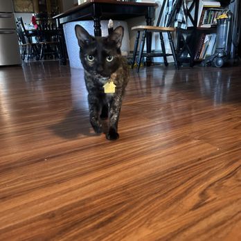The Muttley Crew - The sweetest little tortie cat coming to say hi - Dog Walkers Near Me The Muttley Crew - The sweetest little tortie cat coming to say hi - Dog Walkers Near Me