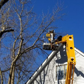Colter's Tree Service - Recent job in Jefferson City, photo 1 - Tree Services Near Me - New Bloomfield, Missouri
