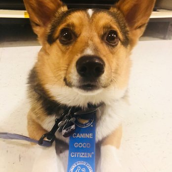 PetSmart - Pet Training Near Me - Colorado Springs, Colorado