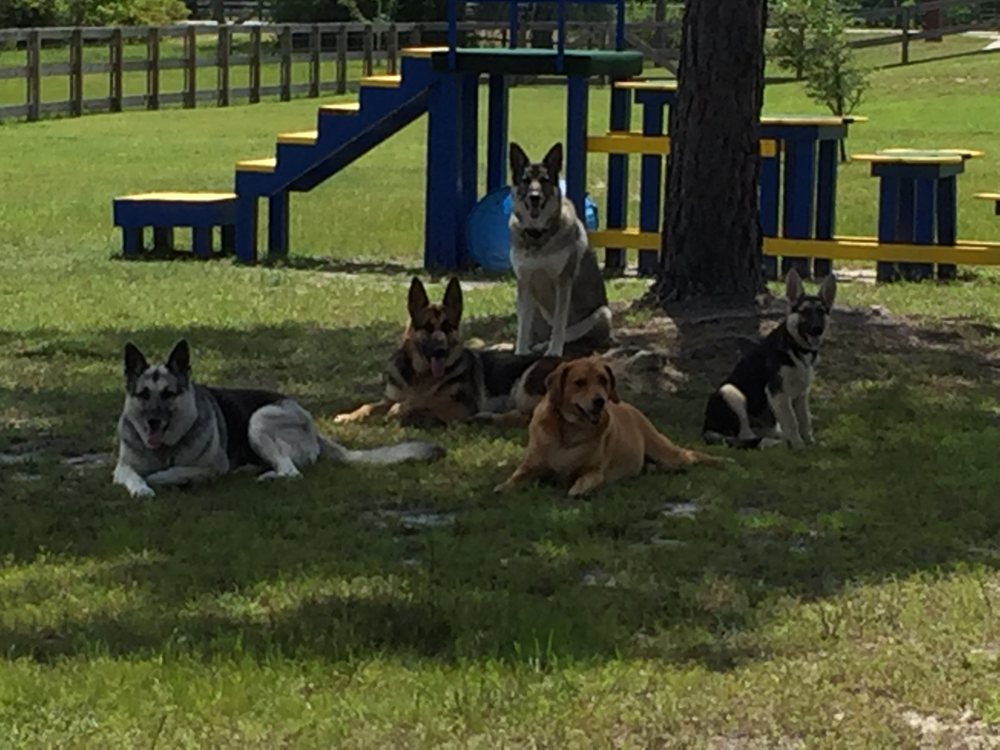 k9 training panama city