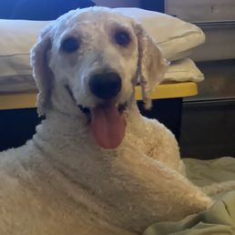 D.O.G with his fresh cut.