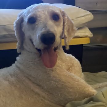Pet Show Grooming Mobile - D.O.G with his fresh cut. - Pet Groomers Near Me - San Mateo, California