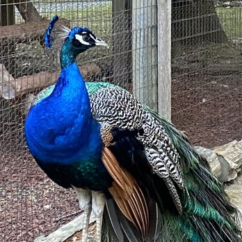 Gaston's White River Resort - a peacock standing on a bench - Resorts Near Me - Lakeview, Arkansas