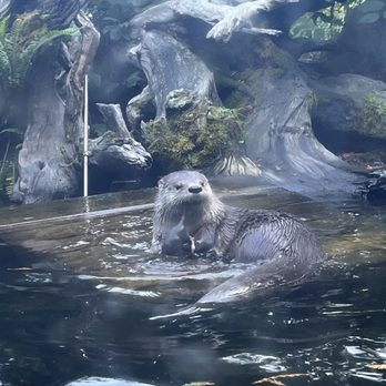 Sequoia Park Zoo - Zoos Near Me - Eureka, California Sequoia Park Zoo - Zoos Near Me - Eureka, California