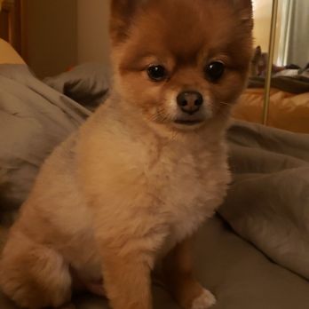 Classy Critter's - Marcel looks and smells fab! - Pet Groomers Near Me - Sedona, Arizona Classy Critter's - Marcel looks and smells fab! - Pet Groomers Near Me - Sedona, Arizona