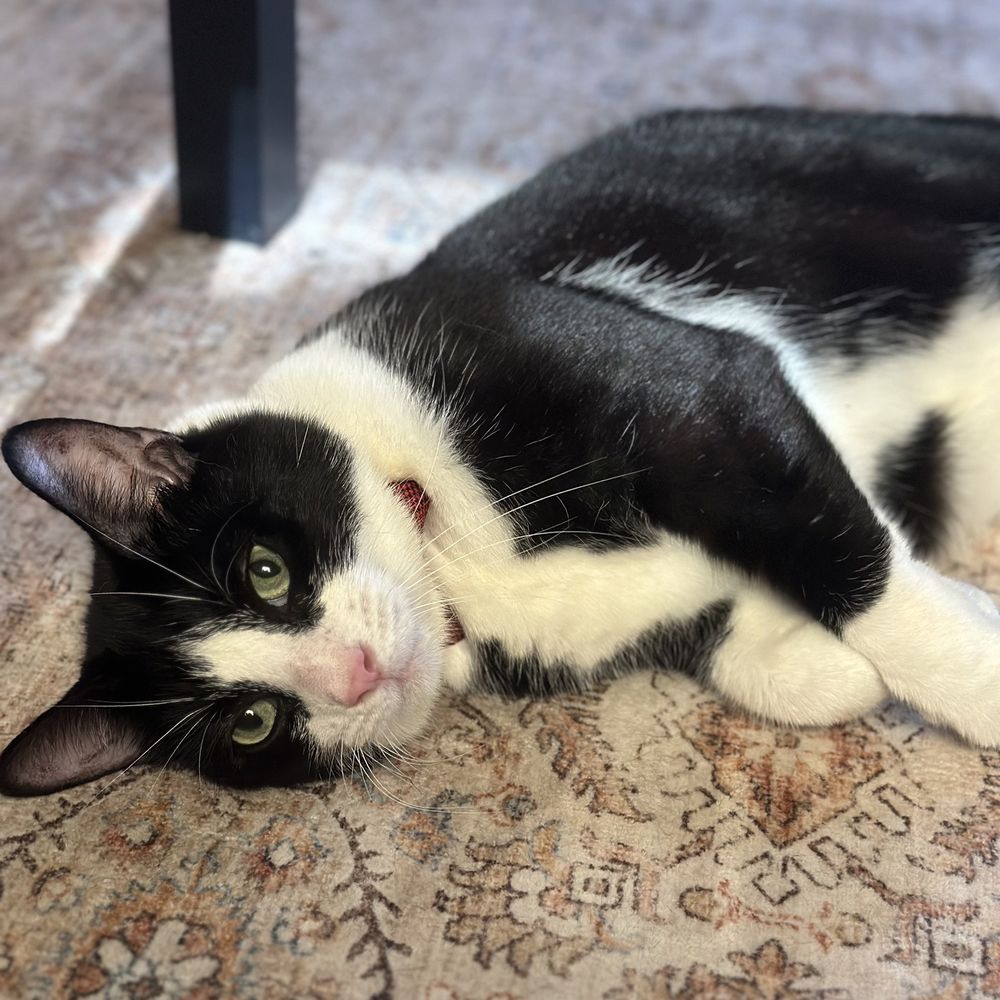 Pet Beloved - Pet Groomers Near Me - San Diego, California Pet Beloved - Pet Groomers Near Me - San Diego, California
