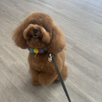 21 Pooch - Asian Fusion Style - Pet Groomers Near Me - Los Angeles, California
