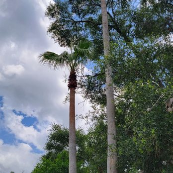 Mike's Tree service - Very large palm that 5 other tree services could not trim up. - Tree Services Near Me - New Port Richey, Florida