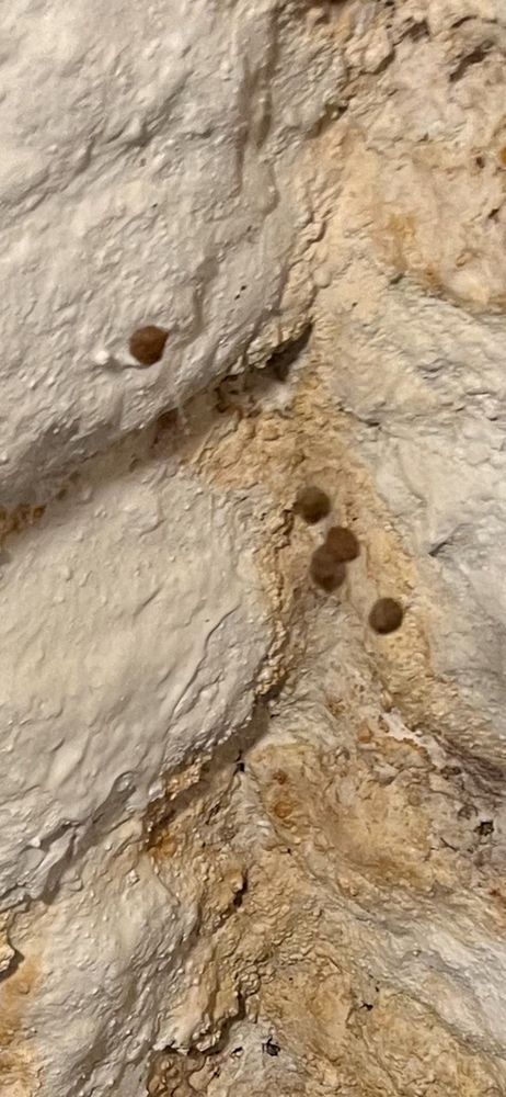 Slide of Cliff Litsch