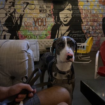 Culinary Dropout - Puppy on indoor patio area - New American Near Me - Tempe, Arizona Culinary Dropout - Puppy on indoor patio area - New American Near Me - Tempe, Arizona