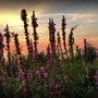 Bedford Creek Marina & Campground