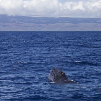 Teralani Sailing Adventures - Whale Noggin - Boating Near Me - Lahaina, Hawaii Teralani Sailing Adventures - Whale Noggin - Boating Near Me - Lahaina, Hawaii