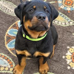 Richfield Area Pet Clinic