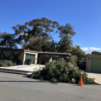 Chip’s Tree Service - Chip trimming the tree - Tree Services Near Me - Sacramento, California Chip’s Tree Service - Chip trimming the tree - Tree Services Near Me - Sacramento, California