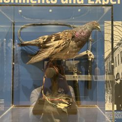 BLDG 92 - Animatronic pigeon