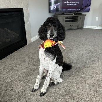 Designer Paws Salon - Upper Arlington - Pet Groomers Near Me - Columbus, Ohio