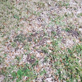 Emerald Lawns - Tree Services Near Me - Round Rock, Texas