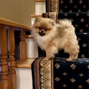 LightShine Pomeranians - Pet Breeders Near Me LightShine Pomeranians - Pet Breeders Near Me