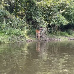 Burning River Adventures - Beautiful wildlife