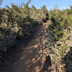 Los Osos Elfin Forest