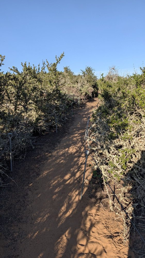 Los Osos Elfin Forest Logo