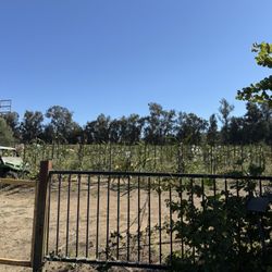 Dragon Fruit Farm Moorpark
