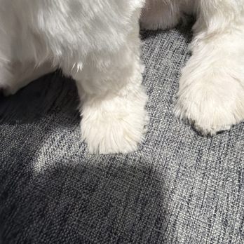 People's Pups Grooming - Pet Groomers Near Me - Westminster, Colorado