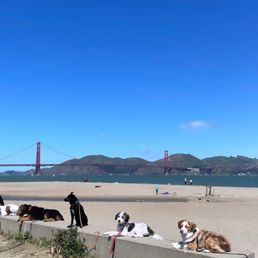 Puppy Training #3 at Crissy Field Puppy Training #3 at Crissy Field