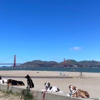 Dog Gone Good! - Puppy Training #3 at Crissy Field - Pet Training Near Me Dog Gone Good! - Puppy Training #3 at Crissy Field - Pet Training Near Me