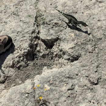 Canyon Lake Gorge - Dinosaur footprint - Hiking Near Me - Canyon Lake, Texas