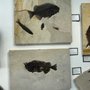 Photo of Sahara Sea Collection