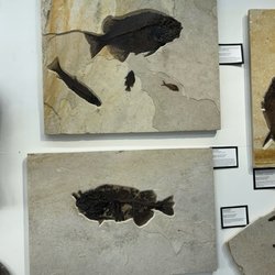Fish fossils