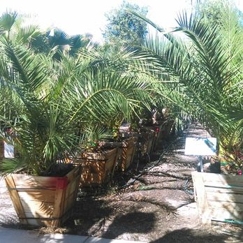 Moon Valley Nurseries - 6-8 yr old Pineapple palms - Nurseries & Gardening Near Me - Surprise, Arizona
