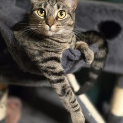 Clearview Animal Hospital