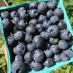 Greenville Farms