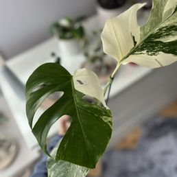 Monstera Albo