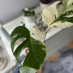 Chica Plant Shop - Monstera Albo